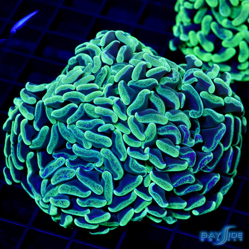 Ultra Neon Green Branching Hammer M Ultra Neon Green Branching Hammer M