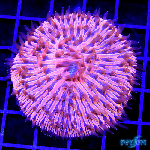 WYSIWYG Ultra Orange Fungia Plate WYSIWYG Ultra Orange Fungia Plate