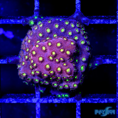 Cornbred Bling Bling Cyphastrea Cornbred Bling Bling Cyphastrea