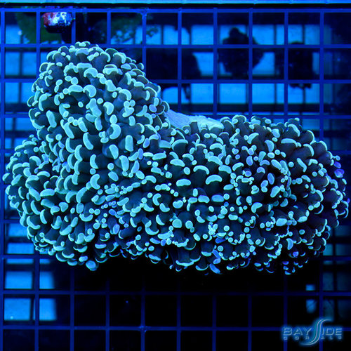 WYSIWYG Green Wall Hammer WYSIWYG Green Wall Hammer