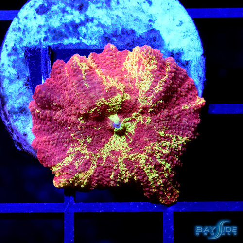 WYSIWYG Bleeding Gold Jawbreaker Mushroom Ultra WYSIWYG Bleeding Gold Jawbreaker Mushroom Ultra