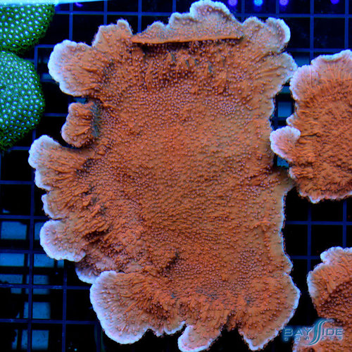 WYSIWYG Red Montipora L WYSIWYG Red Montipora L