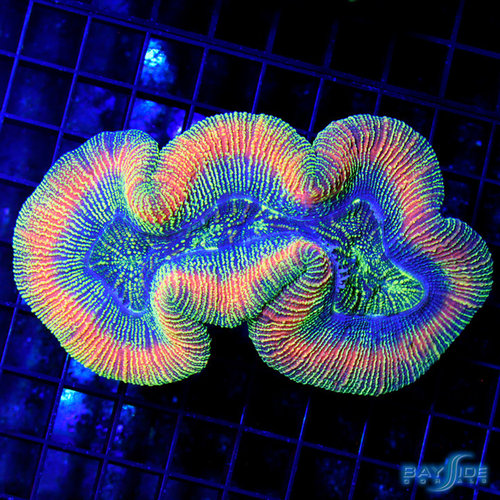 WYSIWYG Ultra Insane Diablo Trachyphyllia Open Brain WYSIWYG Ultra Insane Diablo Trachyphyllia Open Brain