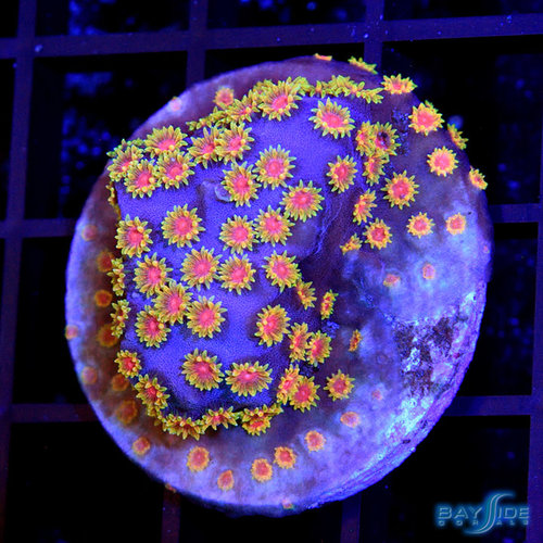 WWC Berserko Cyphastrea L WWC Berserko Cyphastrea L