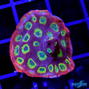 *CORAL WYSIWYG* Reef Raft Spicy Lemon Favia