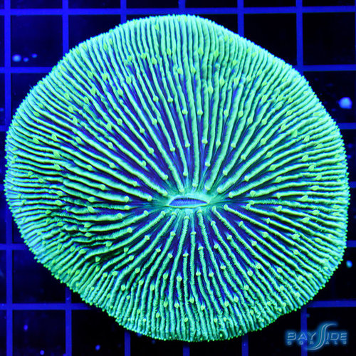 Green Fungia Plate L Green Fungia Plate L