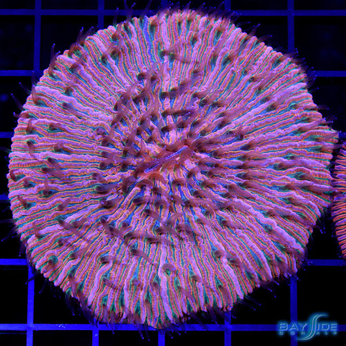 WYSIWYG Ultra Orange & Green Fungia Plate WYSIWYG Ultra Orange & Green Fungia Plate