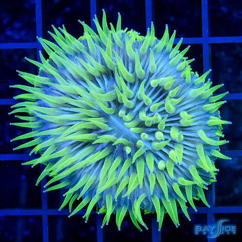 Ultra Purple Aussie Fungia Plate Ultra Purple Aussie Fungia Plate