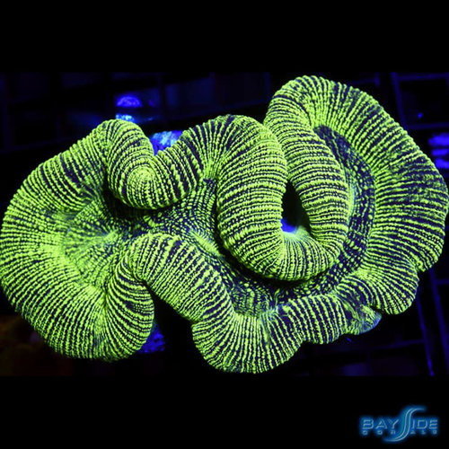 Kryptonite Trachyphyllia Open Brain L Kryptonite Trachyphyllia Open Brain L