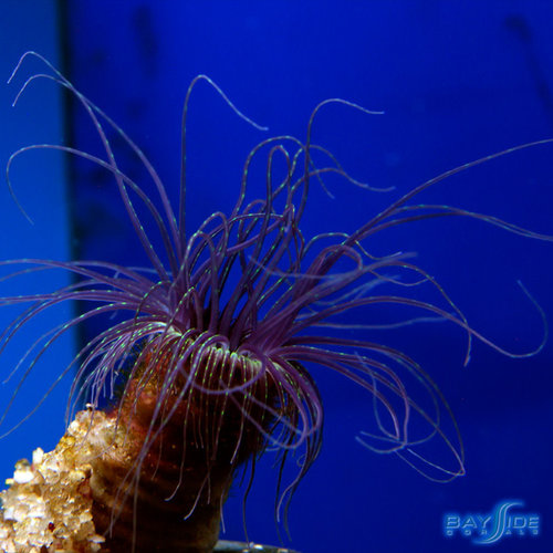 Purple/Black Tube Anemone