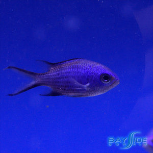 Blue Reef Chromis Blue Reef Chromis