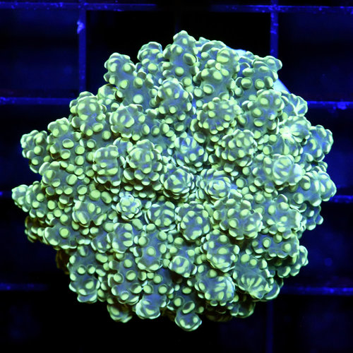 Green Nebula Branching Frogspawn S Green Nebula Branching Frogspawn S