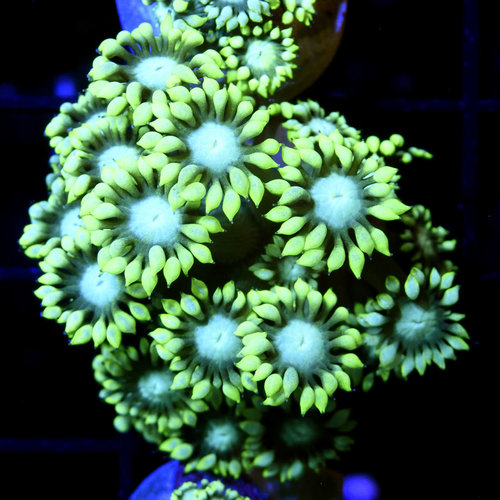 Daisy Dukes Goniopora S Daisy Dukes Goniopora S