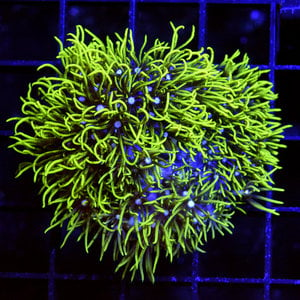 *CORAL* Electric Moon Green Star Polyp