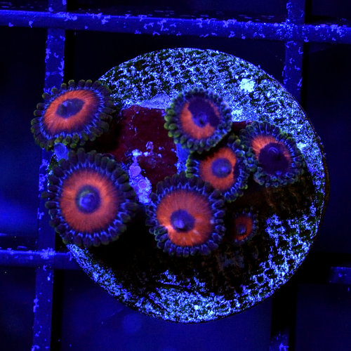 Fugly Melon Zoanthid S Fugly Melon Zoanthid S