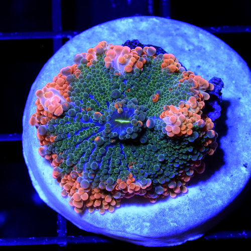 WYSIWYG Orange & Green Ricordea Yuma WYSIWYG Orange & Green Ricordea Yuma