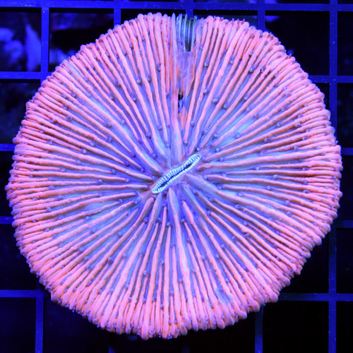 WYSIWYG Ultra Orange Indo Fungia Plate WYSIWYG Ultra Orange Indo Fungia Plate