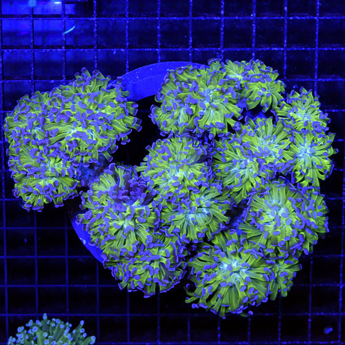 WYSIWYG Purple Tip Green Branching Hammer WYSIWYG Purple Tip Green Branching Hammer