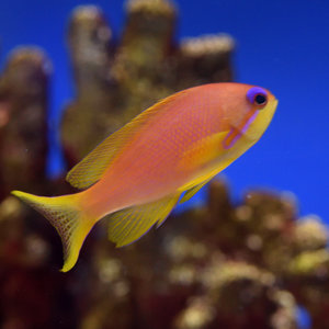 Lyretail Anthias Female