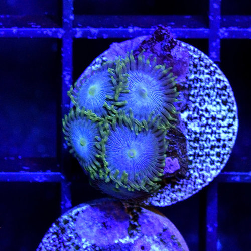 Blue Orgasm Zoanthid S Blue Orgasm Zoanthid S