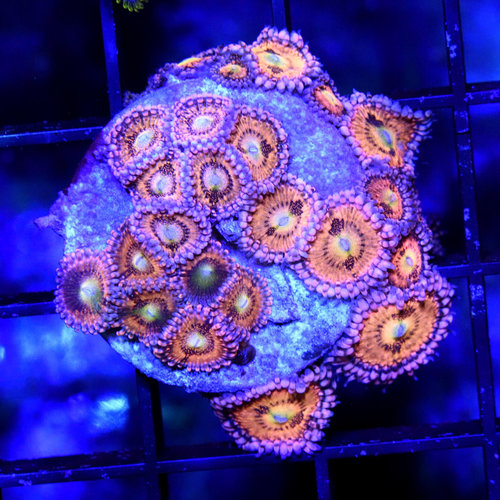 Color Zoanthid Color Zoanthid