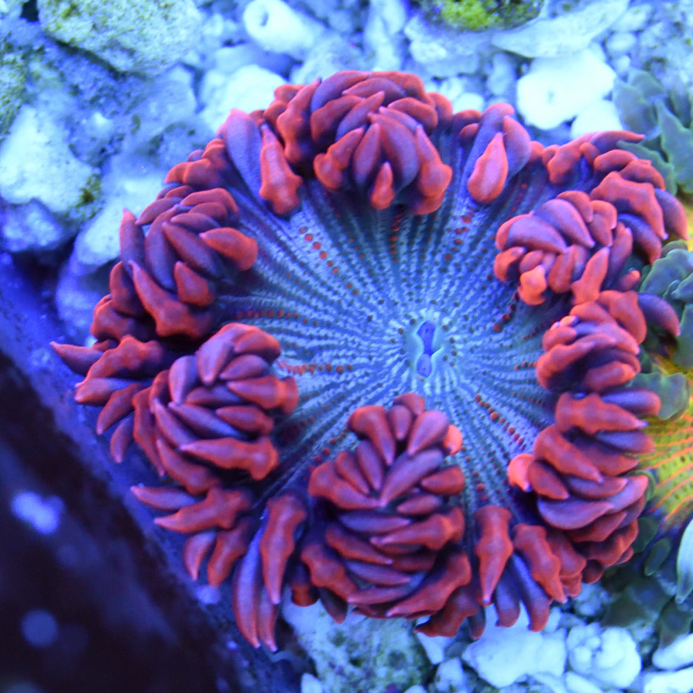 Premium Rock Flower Anemone Bayside Corals