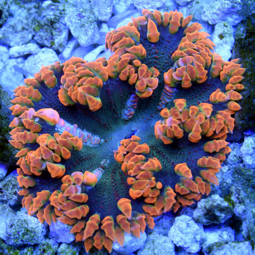 Ultra Rock Flower Anemone (assorted)