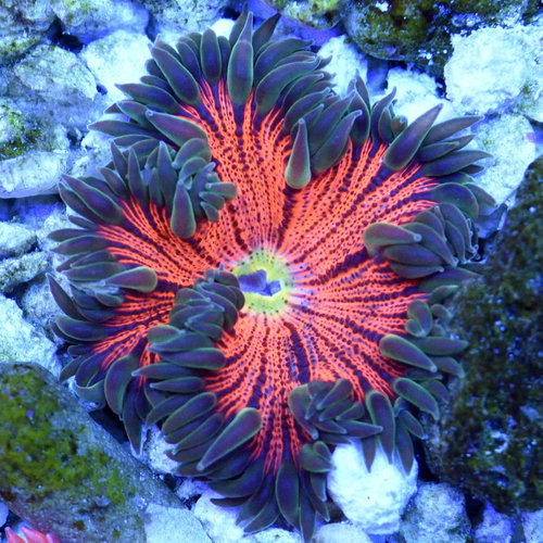 Ultra Rock Flower Anemone (assorted)