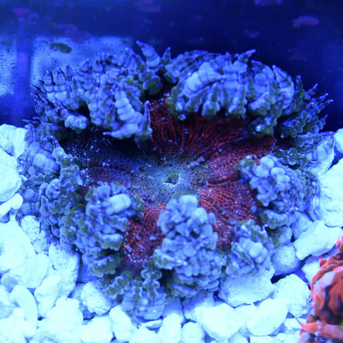 Ultra Rock Flower Anemone (assorted)