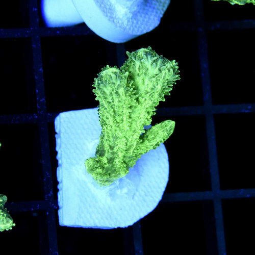 *CORAL* Nuclear Hydnophora S *CORAL* Nuclear Hydnophora S