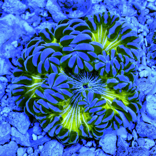 Premium Rock Flower Anemone (assorted)