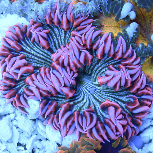 Ultra Rock Flower Anemone (assorted)