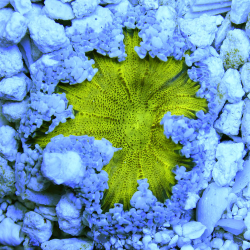 Ultra Rock Flower Anemone (assorted)