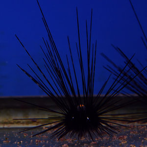 Longspine Black Urchin