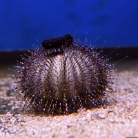 Green Urchin