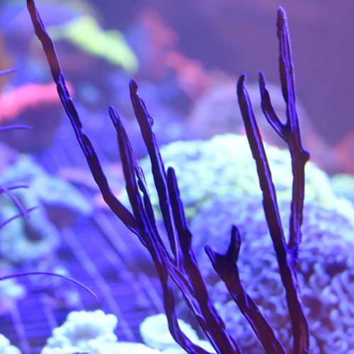*CORAL* Purple Blade Gorgonian *CORAL* Purple Blade Gorgonian