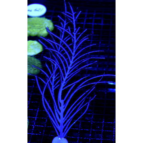 Purple Frilly Gorgonian Purple Frilly Gorgonian