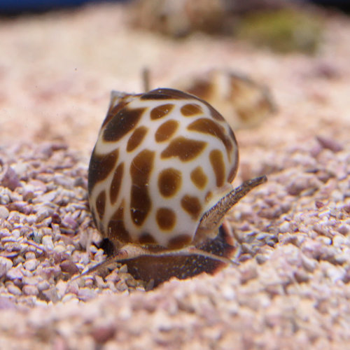 Orange Spotted Nassarius Snail