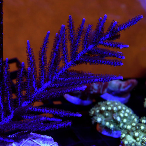 *CORAL* Purple Plume Gorgonian *CORAL* Purple Plume Gorgonian