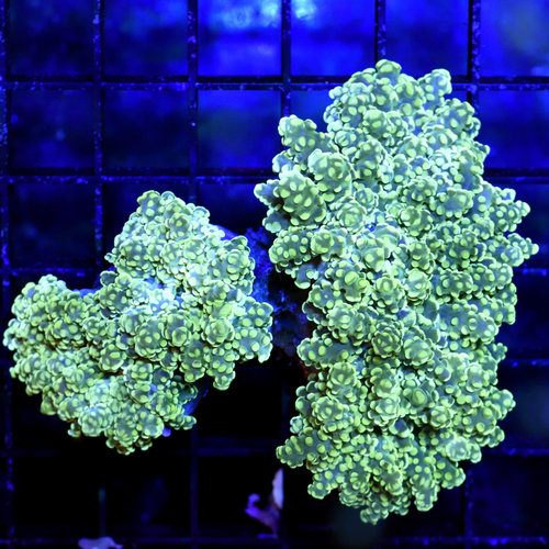 Green Nebula Branching Frogspawn M Green Nebula Branching Frogspawn M