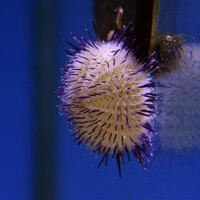 Purple Urchin