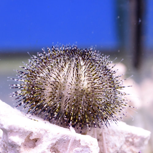 Green Urchin