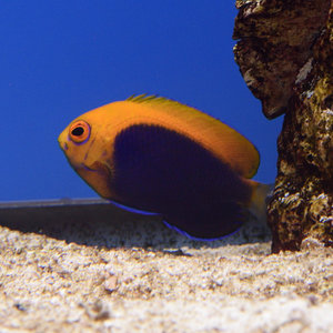 Flameback Angelfish