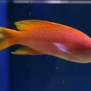 Twin Spot Anthias Female Twin Spot Anthias Female
