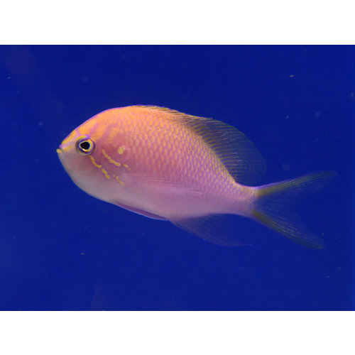 Sunburst Anthias Sunburst Anthias