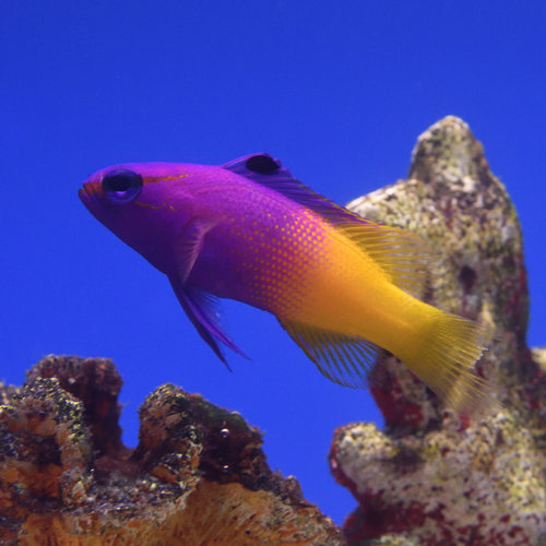 Royal Gramma Basslet