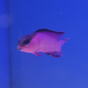 Black Cap Basslet
