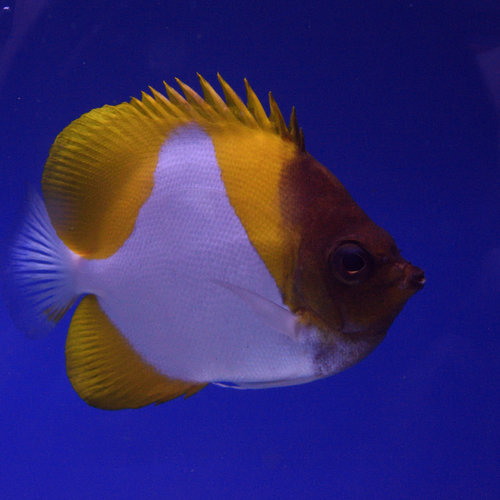 Pyramid Butterflyfish Pyramid Butterflyfish