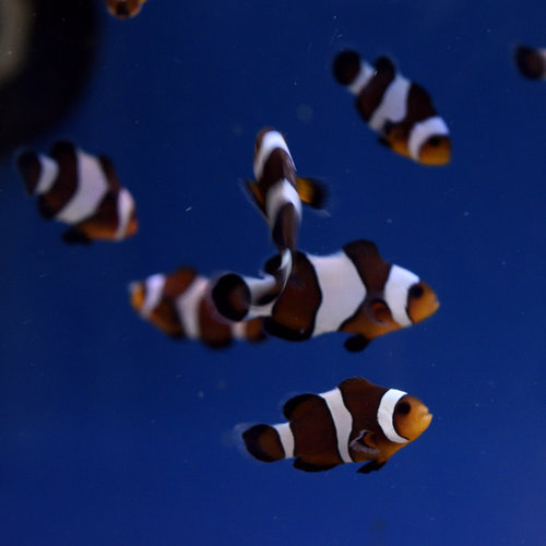 Mocha Clownfish Mocha Clownfish