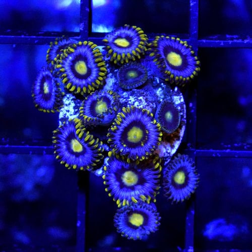 *CORAL* Blueberry Zoanthid